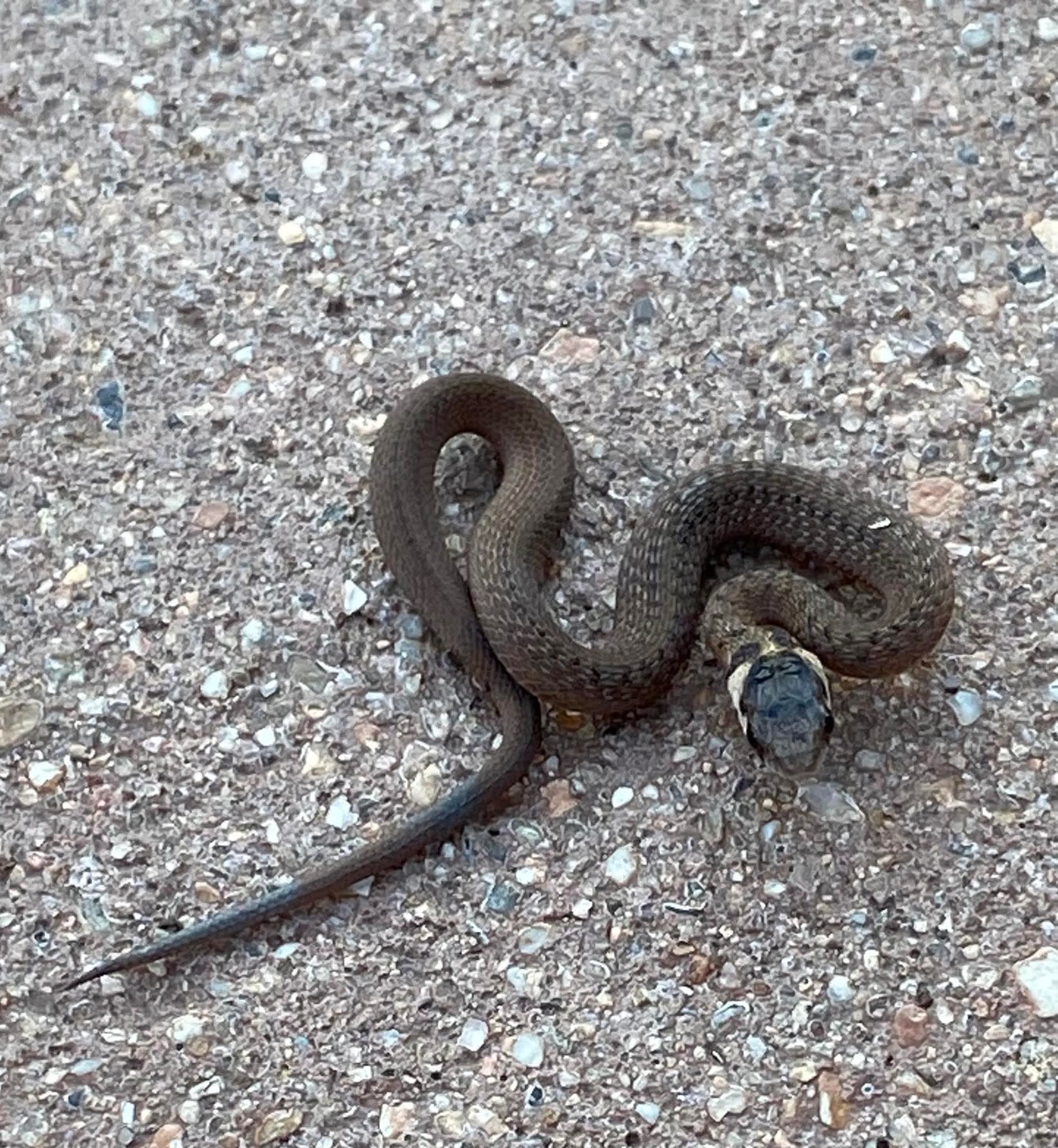 Gallery Detail: Snake On My Daily Walk This Guy Was Maybe 4