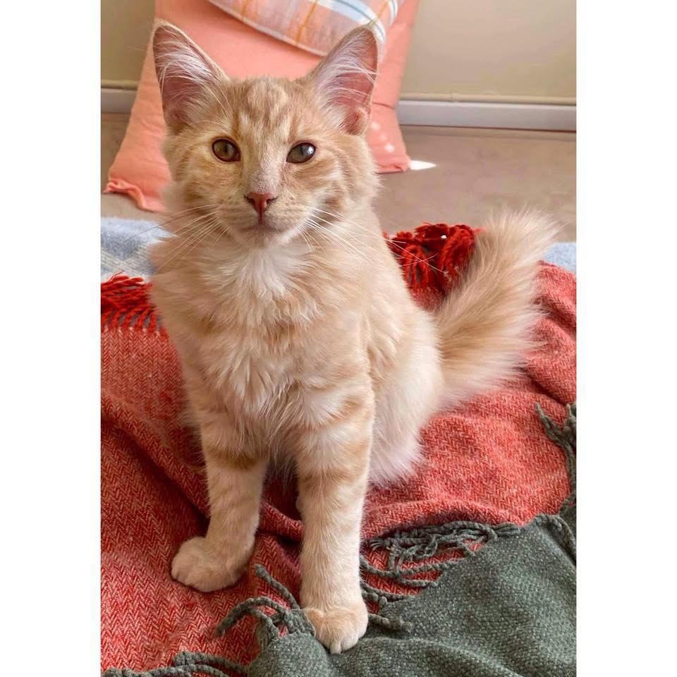 🦋🐬 MEET CALM 🐬🦋 Looking for a sweet... - Perth Rescue Angels | Facebook