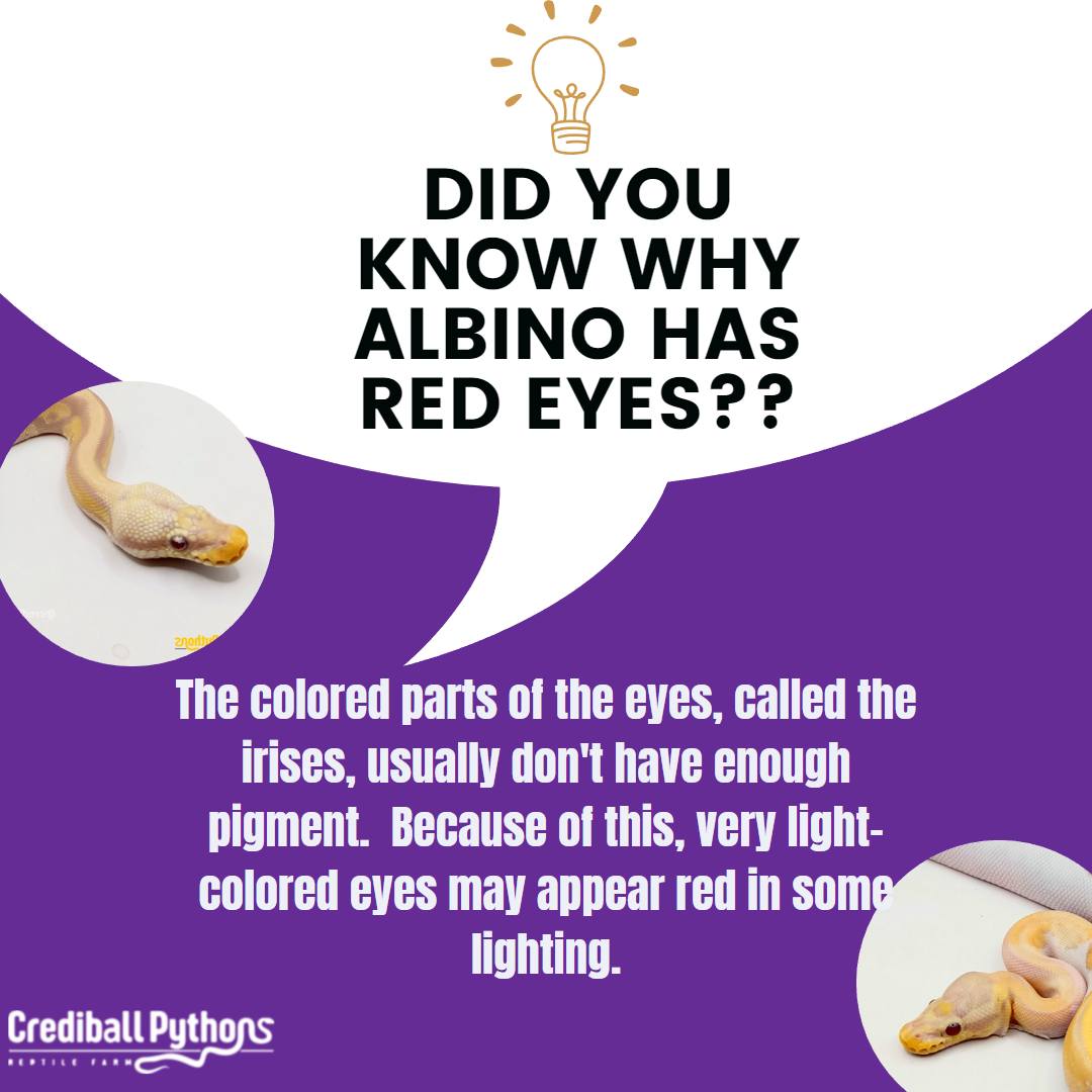 Crediball - Have you ever wondered why albino ball pythons have red ...