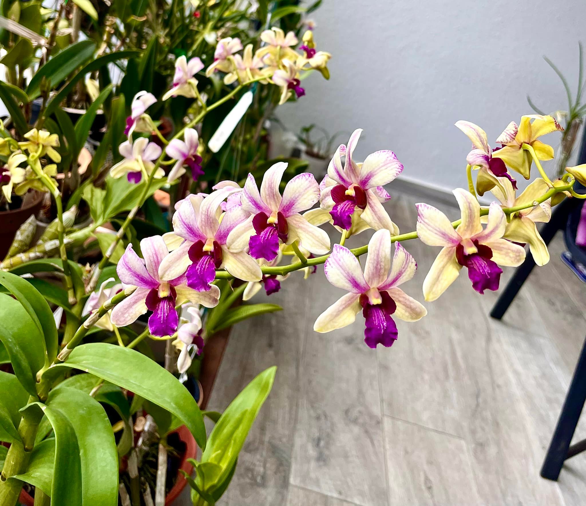 Dendrobium Ninja hybrid almost in full bloom. 🤗🥰