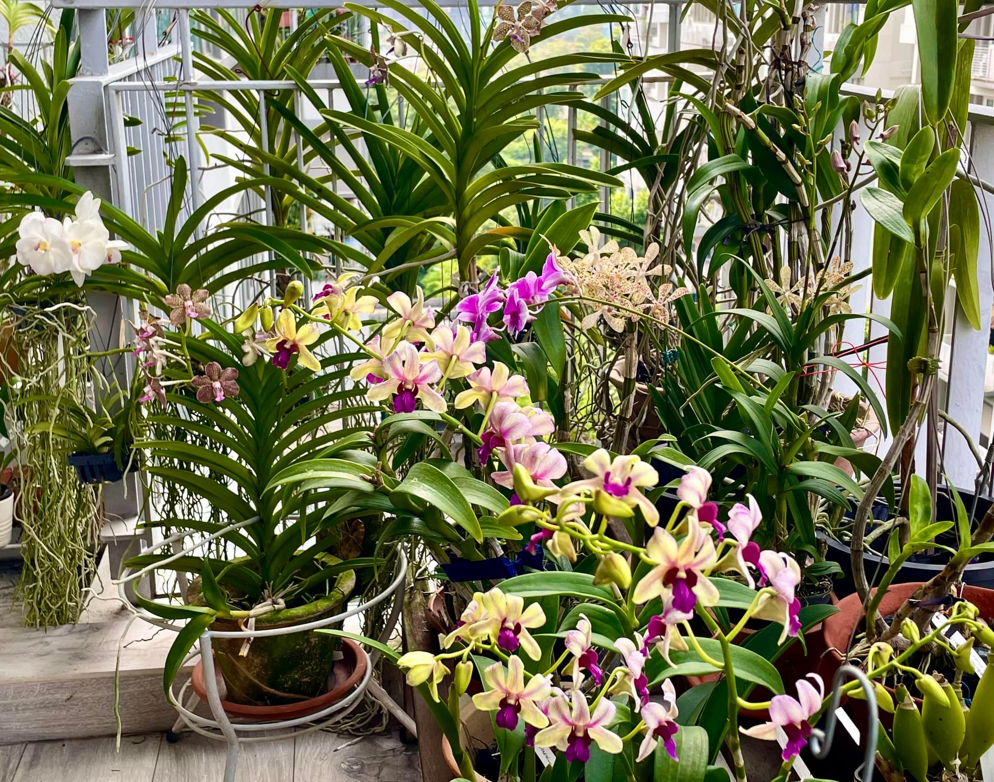 Dendrobium Ninja hybrid almost in full bloom. 🤗🥰