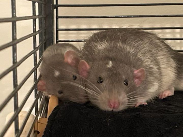Meet our Classic Boys: Oliver,... - The Georgia Rat Rescue | Facebook