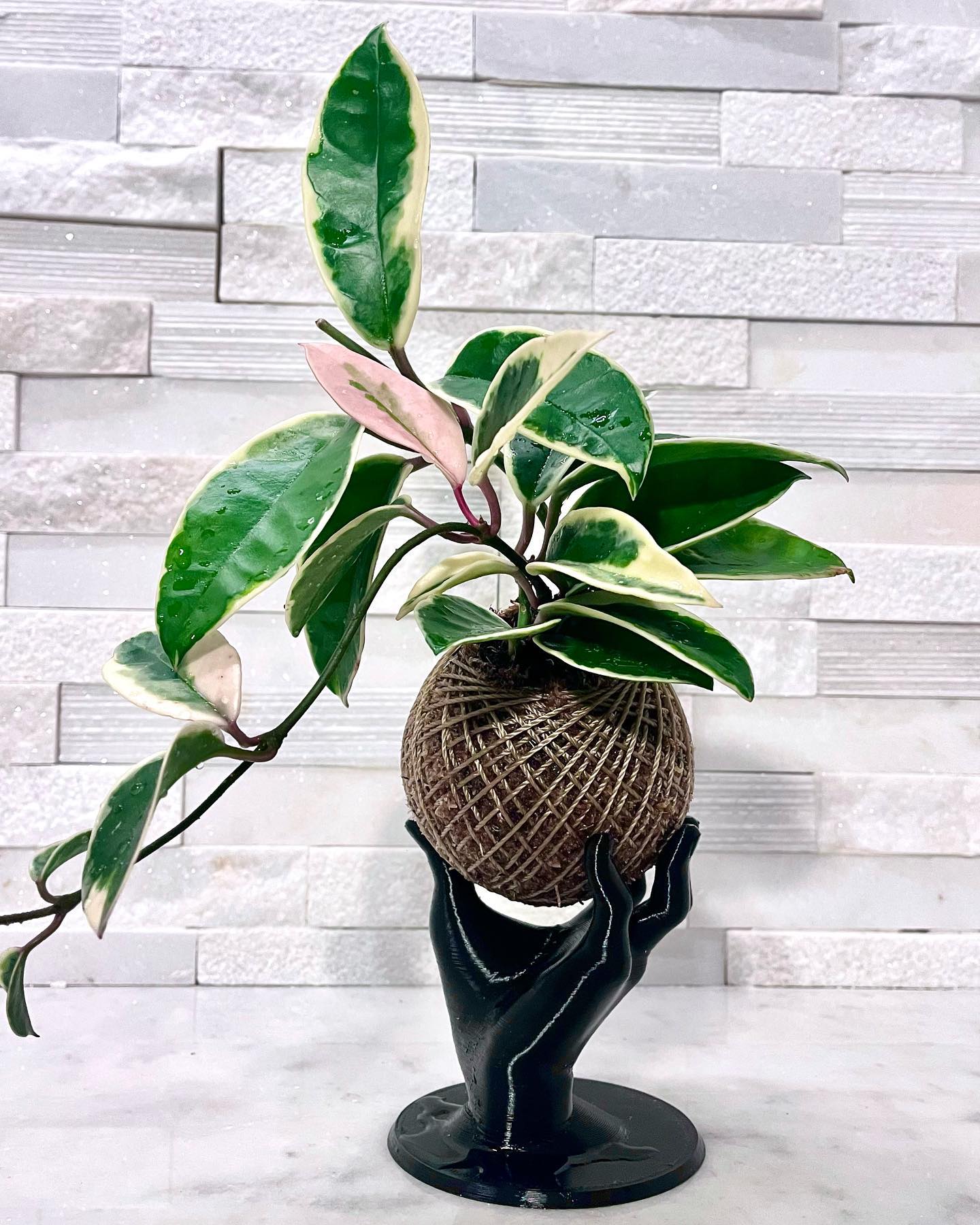 Simple Morea - The first Hoya Carnosa ‘Krimson Queen’ we... | Facebook