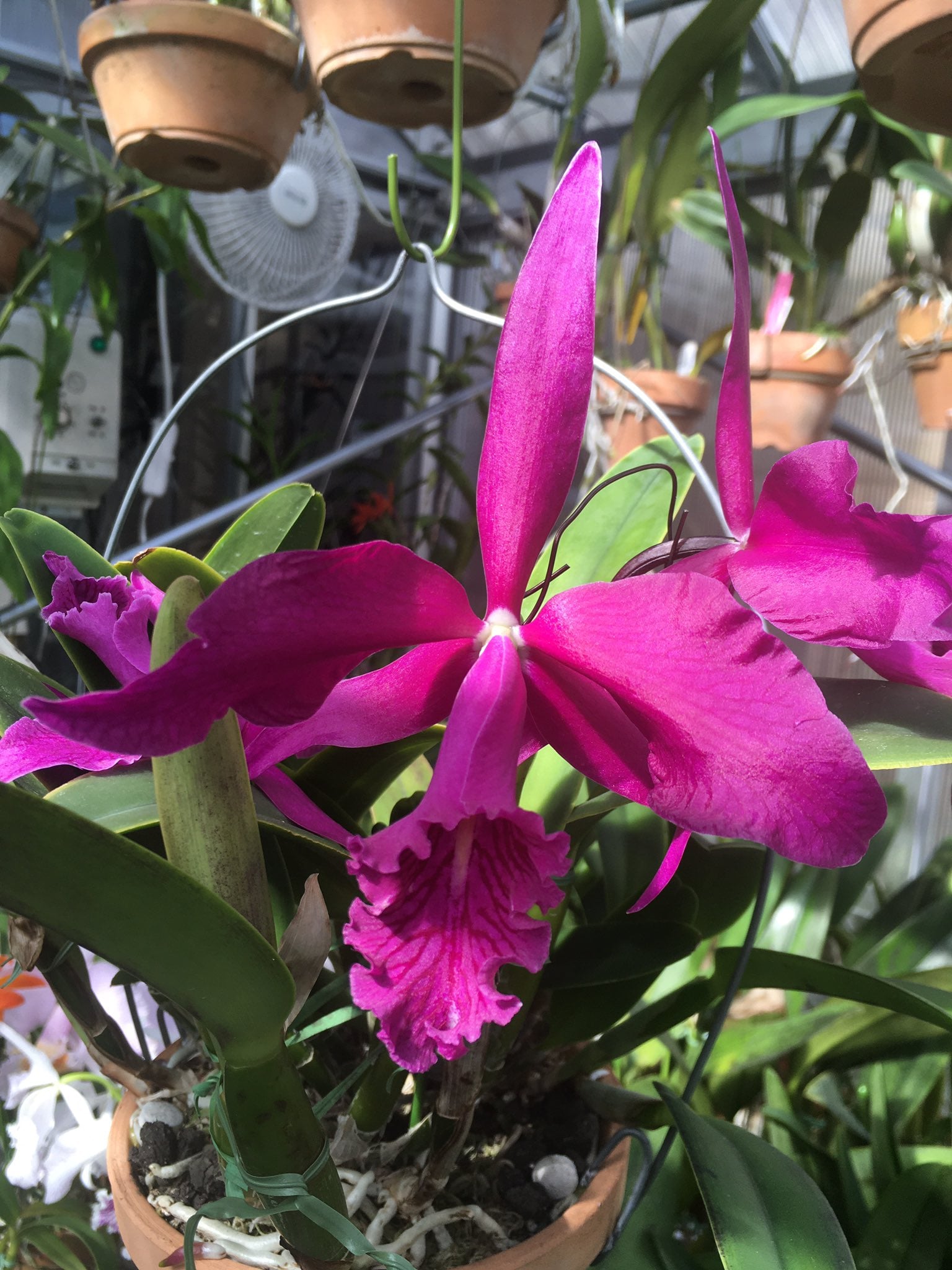 Cattleya maxima var. rubra This is a selfing of the famous var