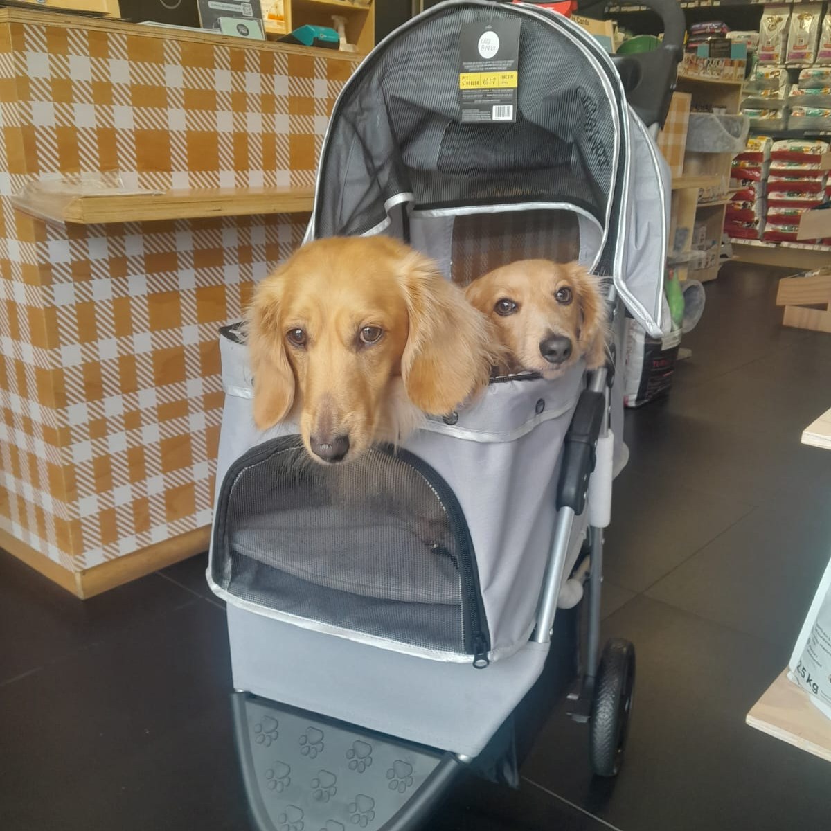 Absolute Pets - 🐾🐶Some serious product testing took place... | Facebook