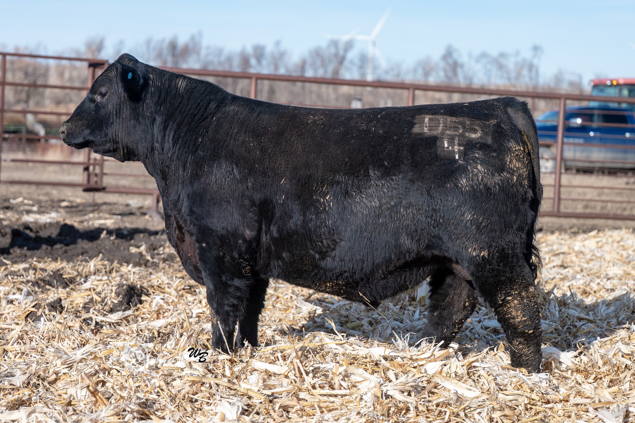 Oahe Hills Ranch Premium Beef | Pollock SD