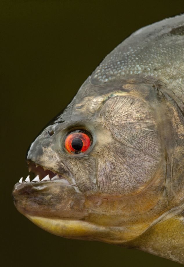 Technosecurity - En esta imagen describe una piraña con ojos rojos ...