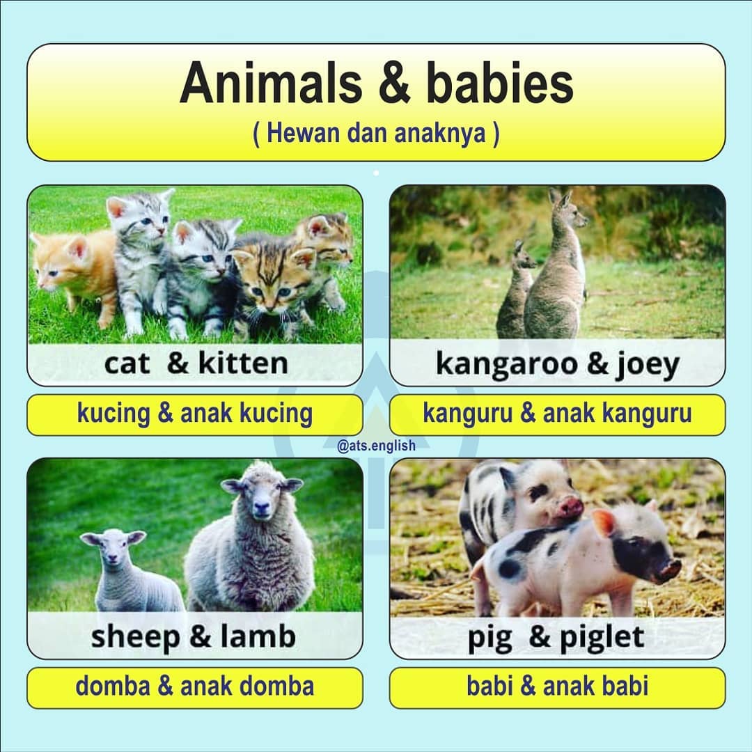 Ats English Photos Facebook