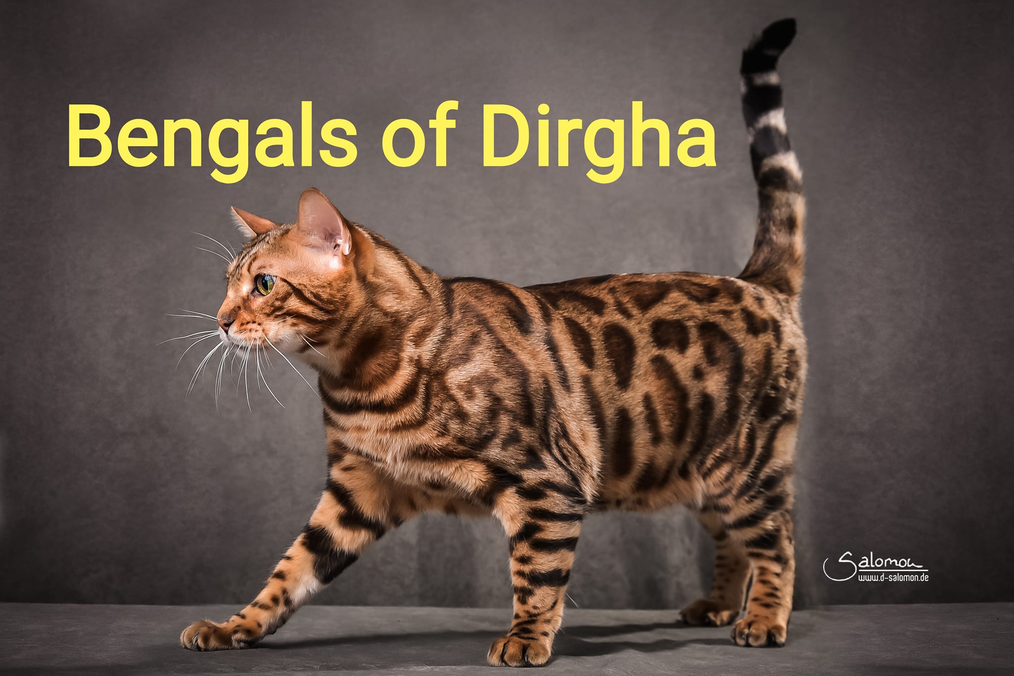 Dirgha Bengals