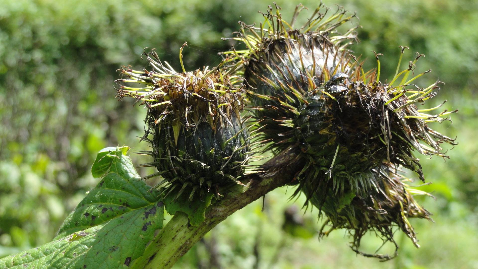 HUMAN India - Saussurea costus (Kuth) is nearly extinct... | Facebook