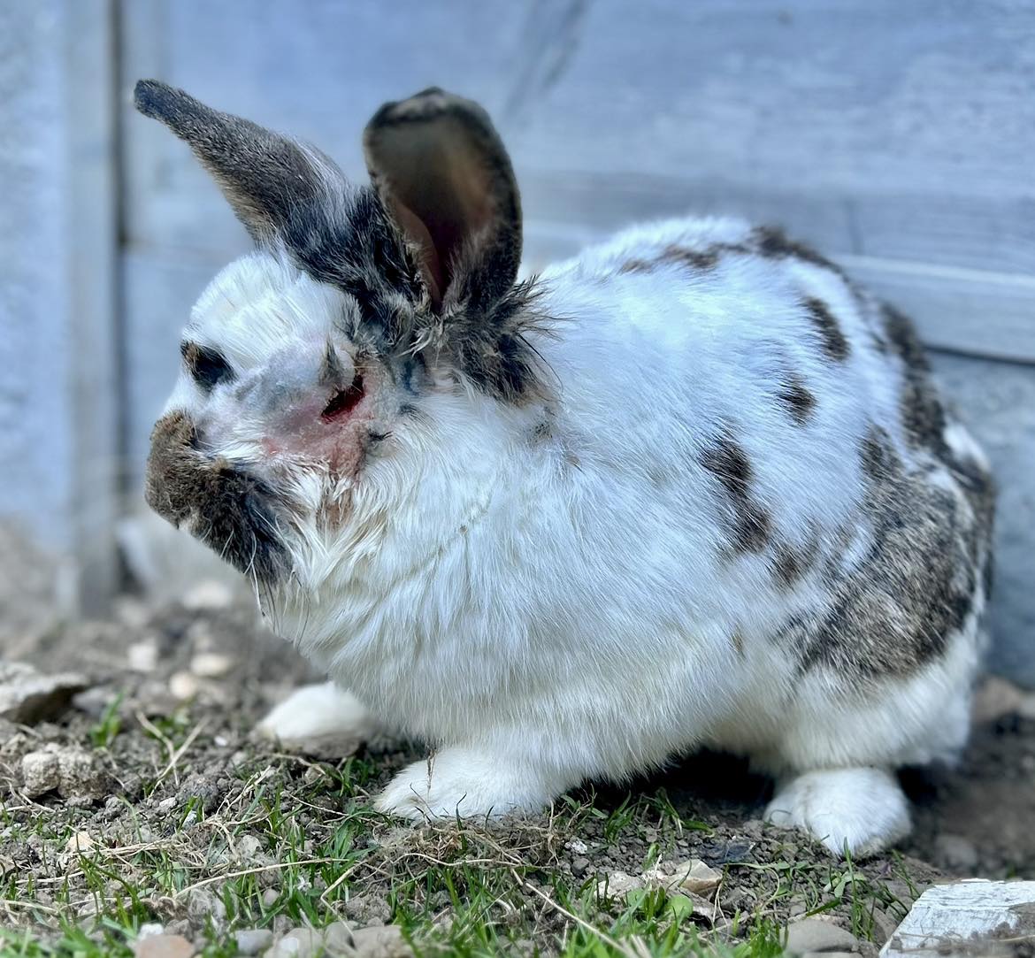Look who’s home, again, after... - Shrewsbury Rabbit Rescue | Facebook