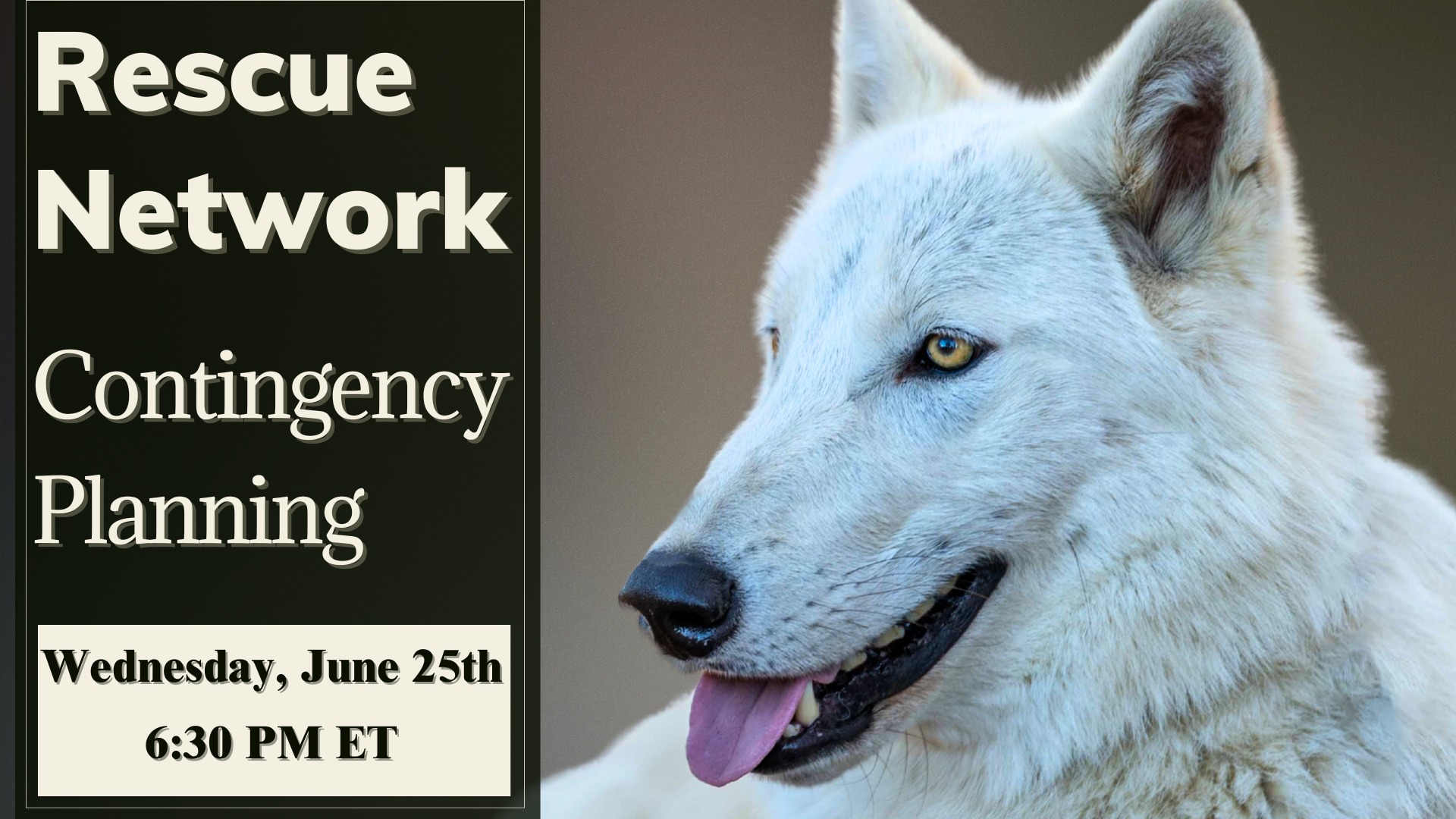 Red Riding Hood Rescue Project - a wolfdog rescue | Middletown OH