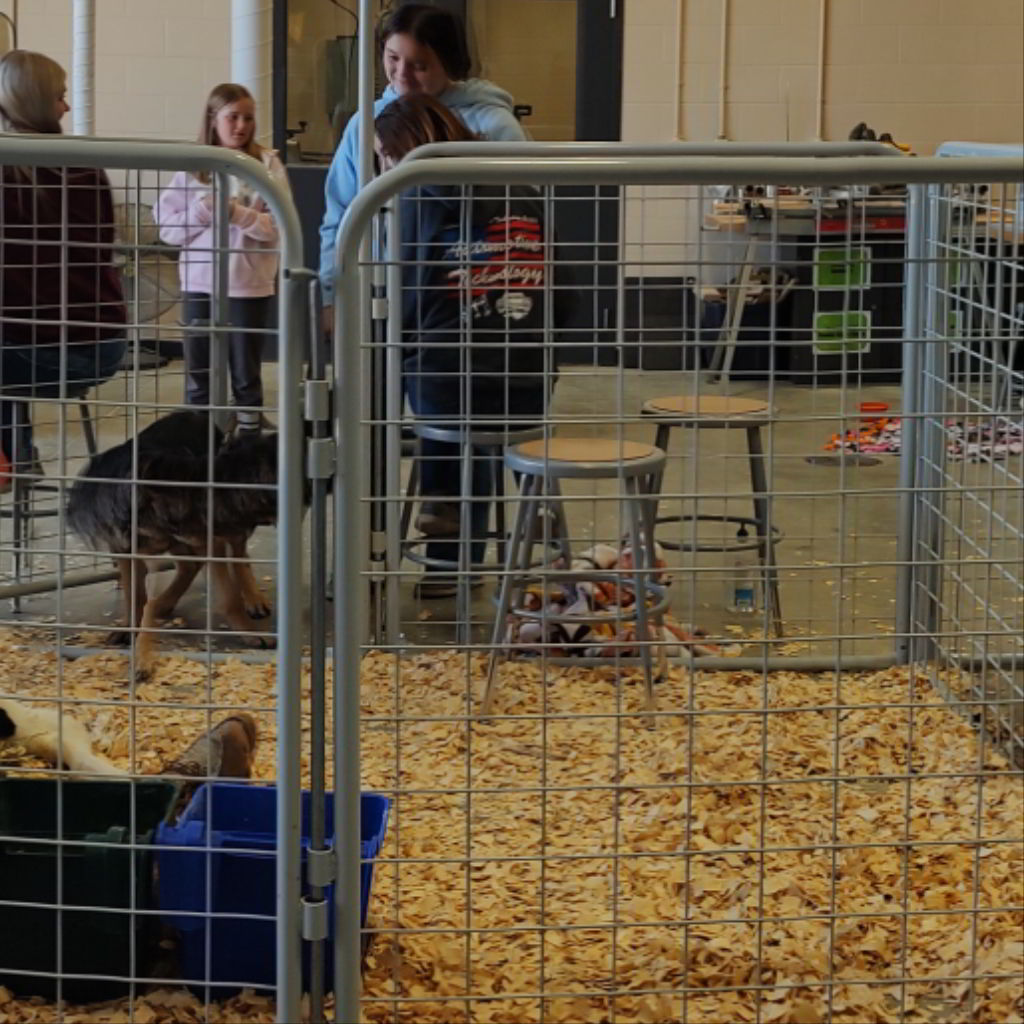 Our 2023 Barnyard is in full swing!... - Carey FFA Chapter | Facebook