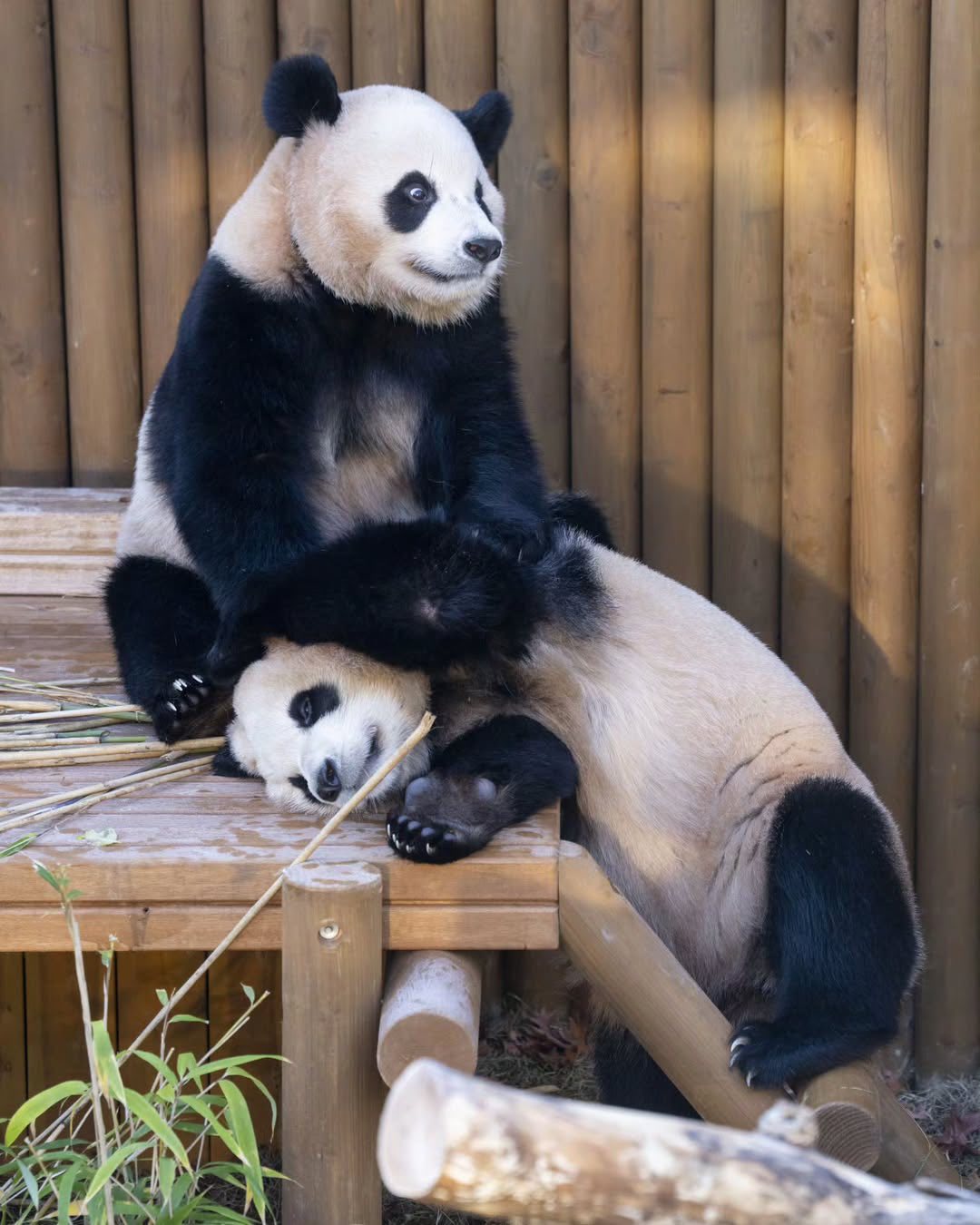 Con gú này h xử sao... - Mochi Vani đu gia đình gấu trúc Bao | Facebook