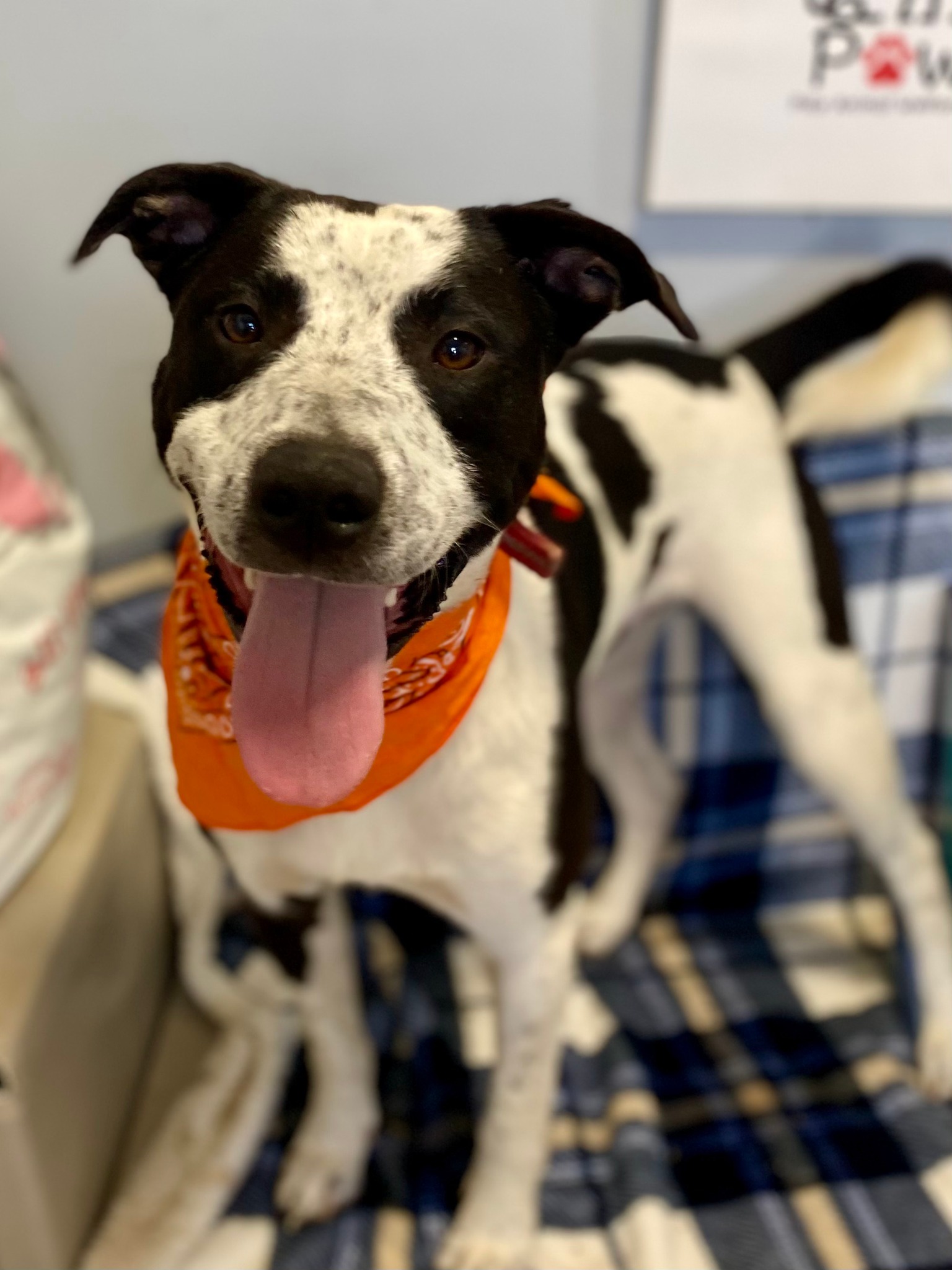 Pike - Meet Rip!! He is part Cattle Dog/Pittie! He is very playful and ...