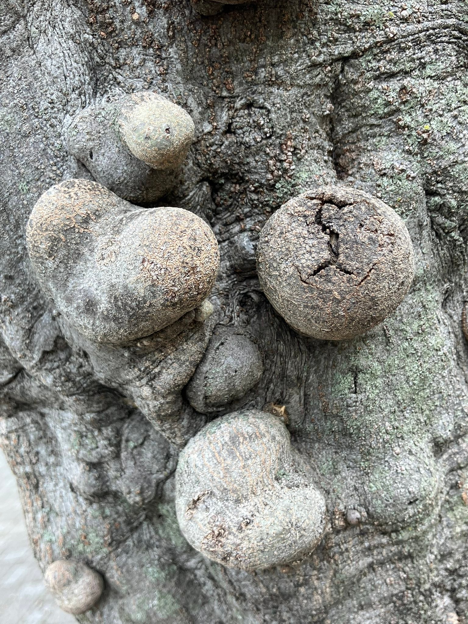 どうしたんだろう この 樫の木は ①は瘤から芽吹いてる。 樫の木の瘤病