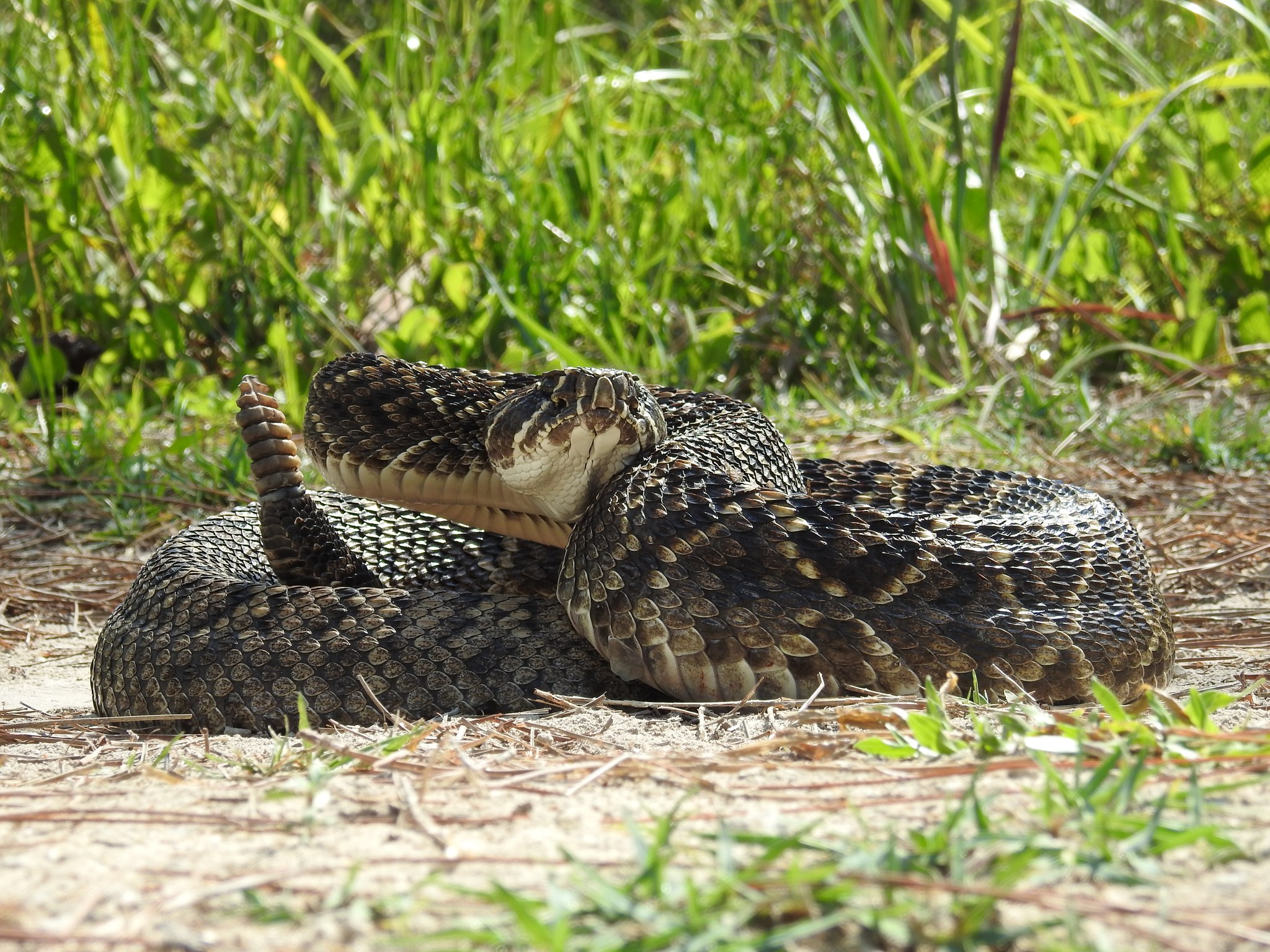 Let's rock ‘n’ rattle 🤘🐍 Just... - USFWS Southeast Region
