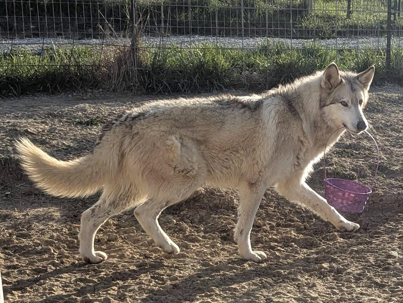 Red Riding Hood Rescue Project - a wolfdog rescue | Middletown OH
