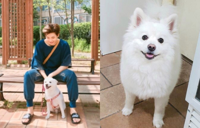 Kpopn - BTS RM證實愛犬Rapmon去世 不捨透露「看到和狗狗相似的畫便買了下來...」... | Facebook