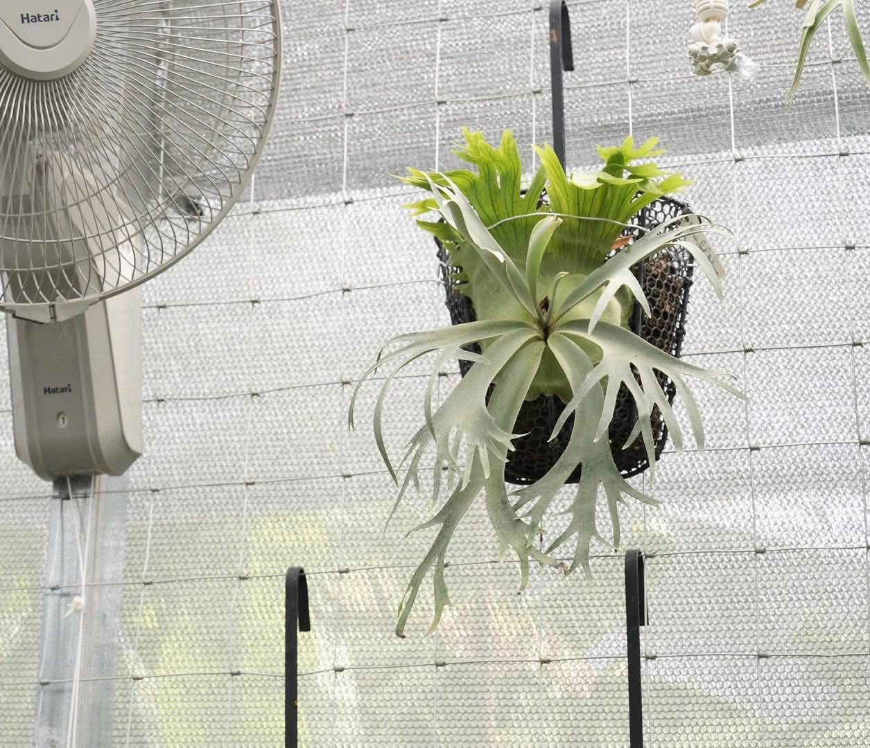 LittleFern由来 HM×Dwarf Photharam MixSpore 🇹🇭 泰國親挑🌟 比母本更小更密集的精選個體Dwarf Photharam