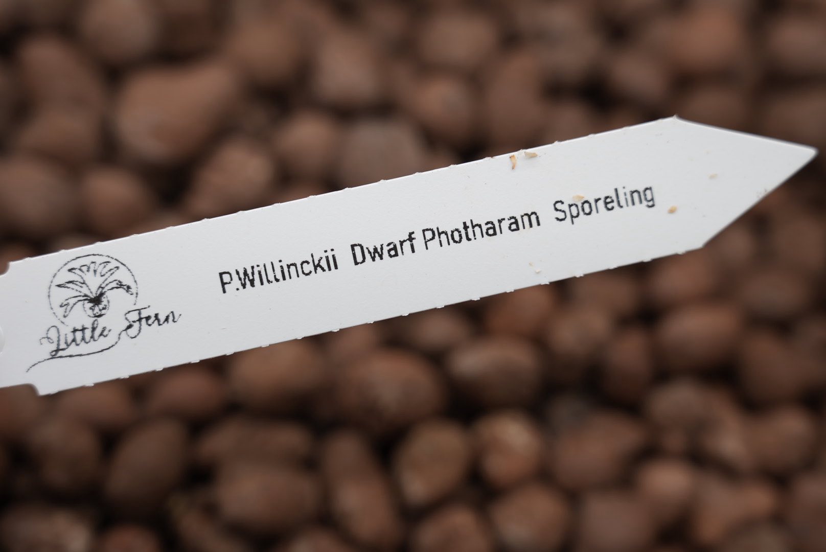 🇹🇭 泰國親挑🌟 比母本更小更密集的精選個體Dwarf Photharam