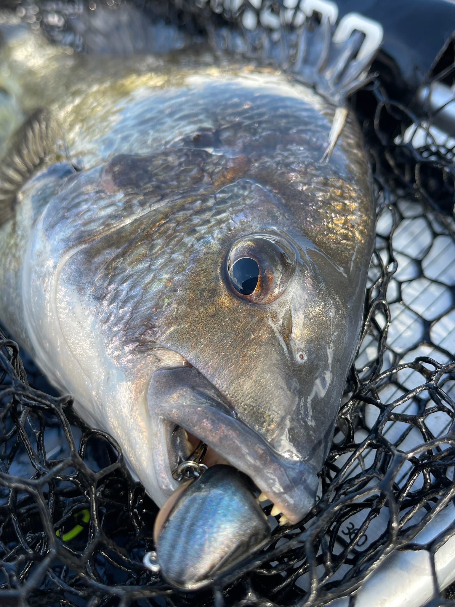 Asakura Lures - The Asakura S-Hornets and Clamer was a...