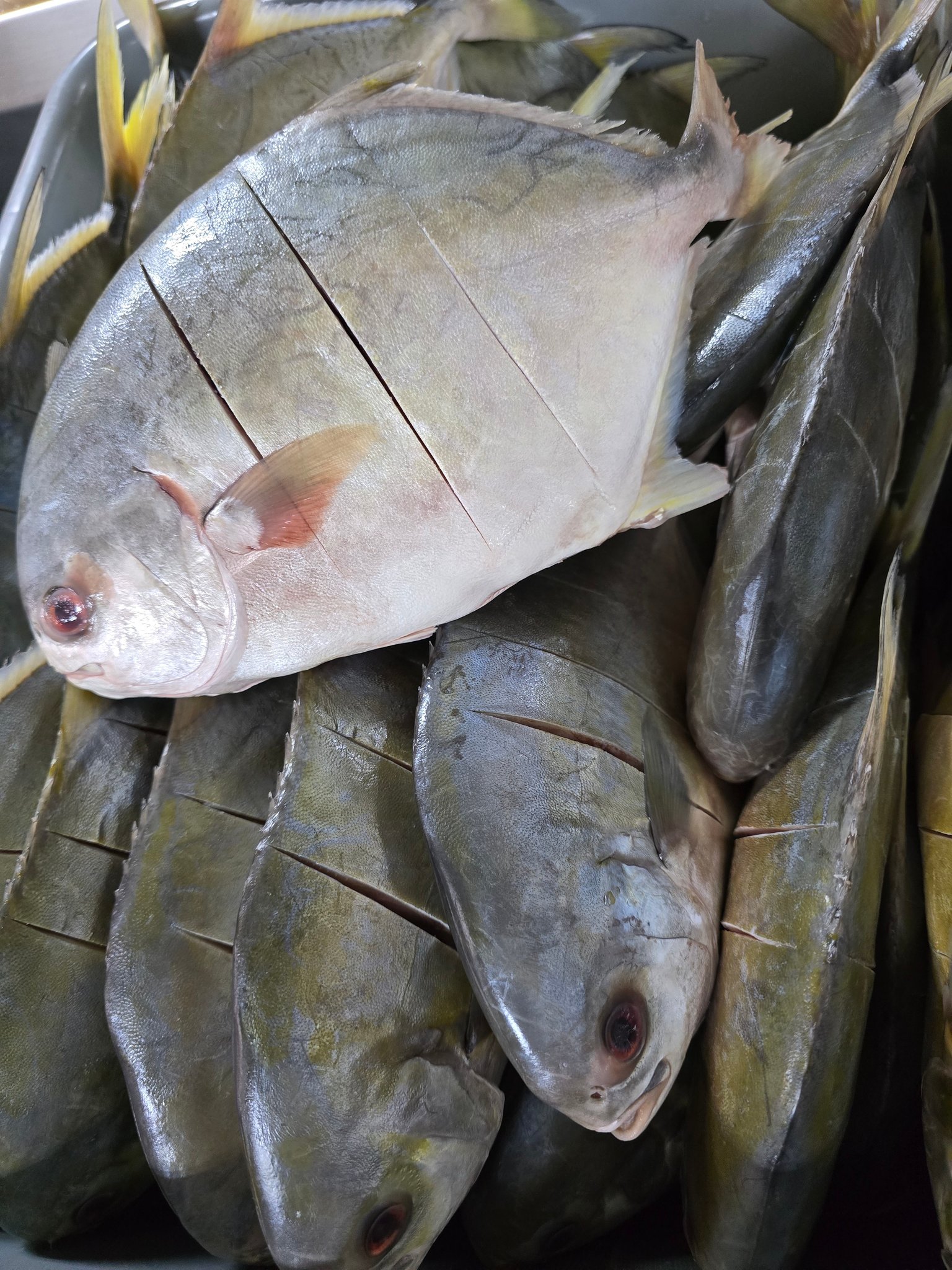 Fresh pompano fish at Mr. in Florida