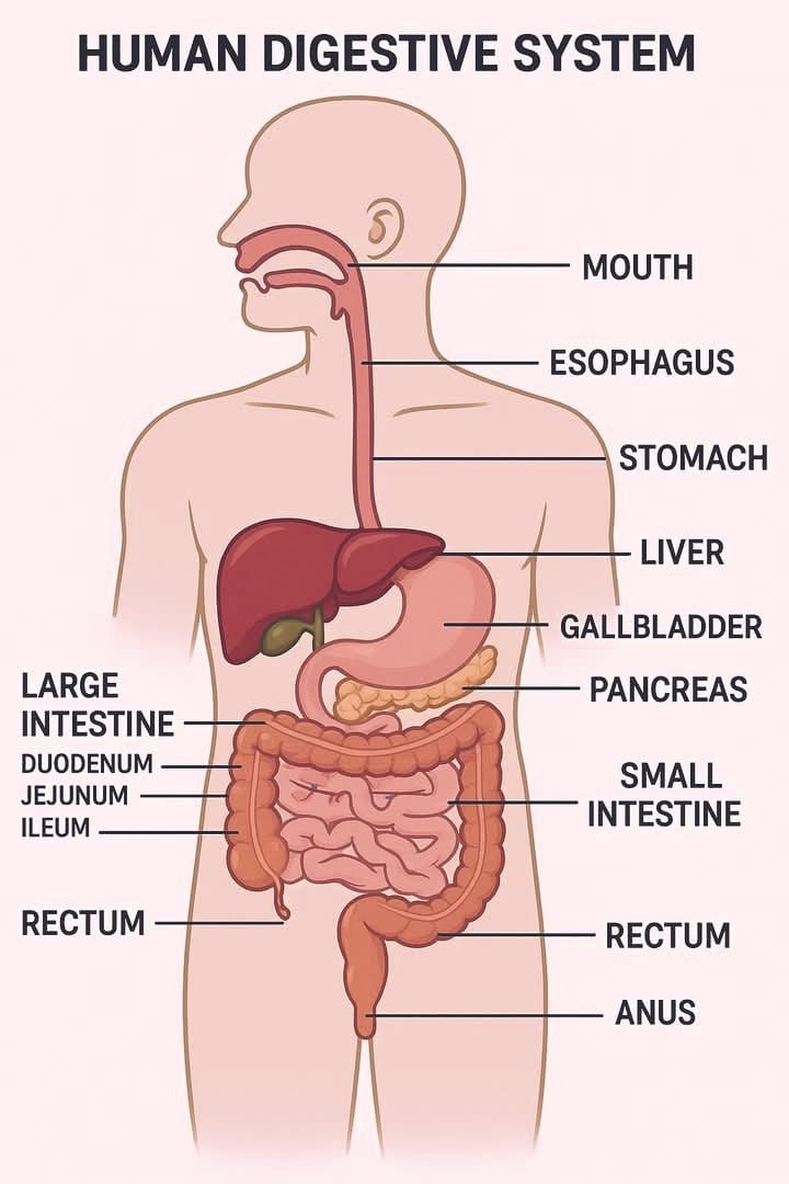 Complete flow chart of human digestive system