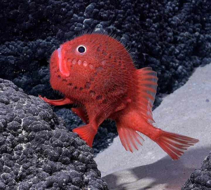 Over 100 new species found in deep-sea mountain range