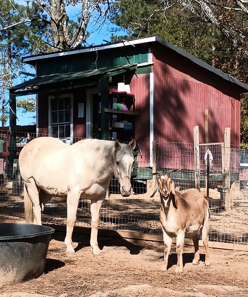 Freedom Acres Newsletter | Facebook