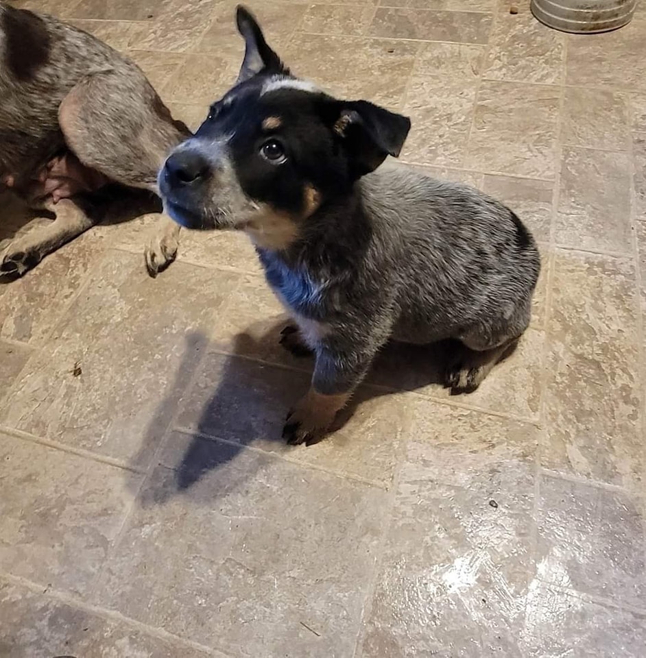 Wilhelm Ranch Dogs