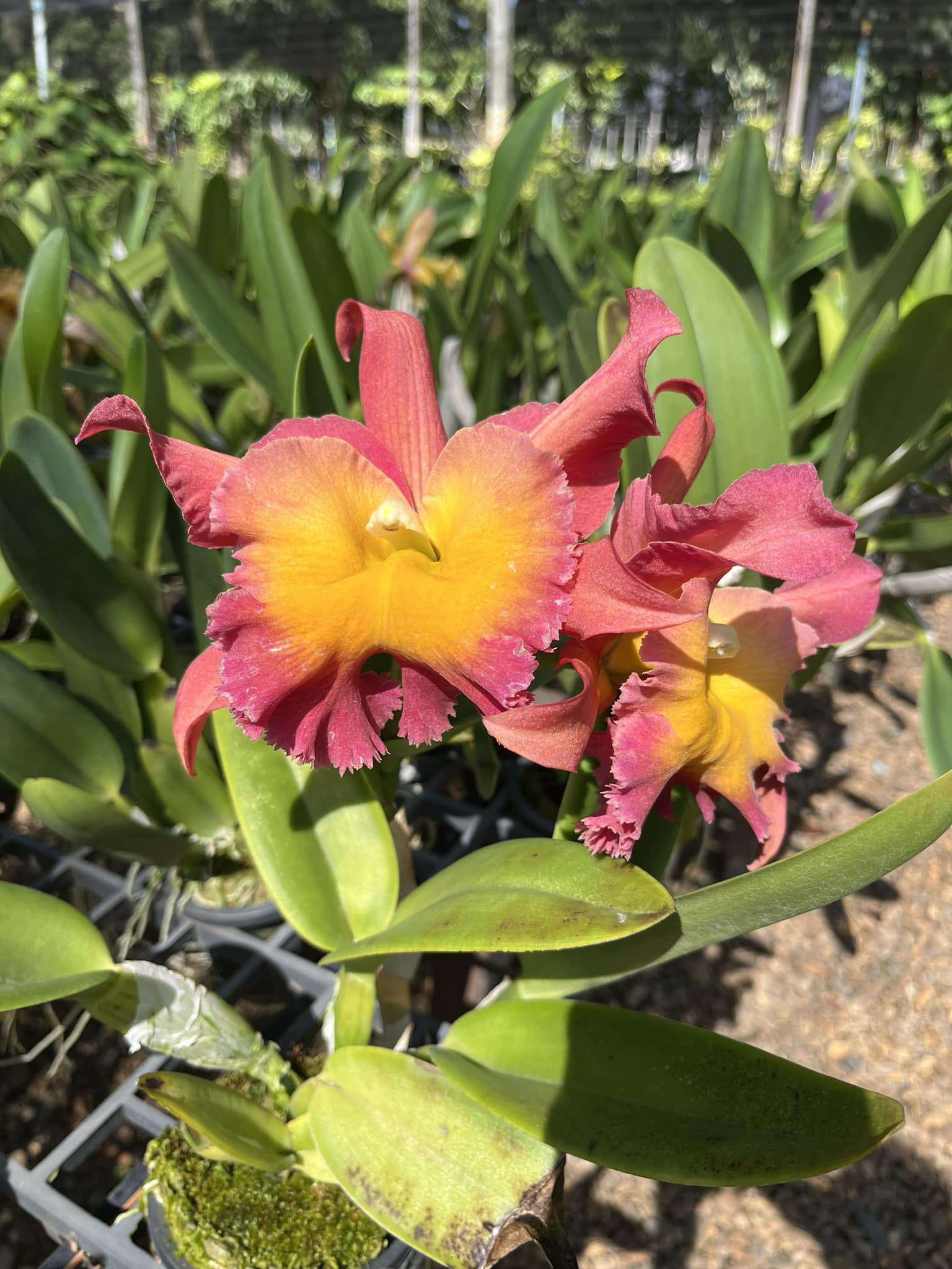 Cattleya hardyana orchid primary cross