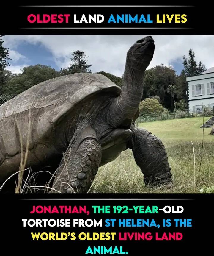 Home Tips & Tricks🧤🪴 | Jonathan is the oldest known living land animal ...