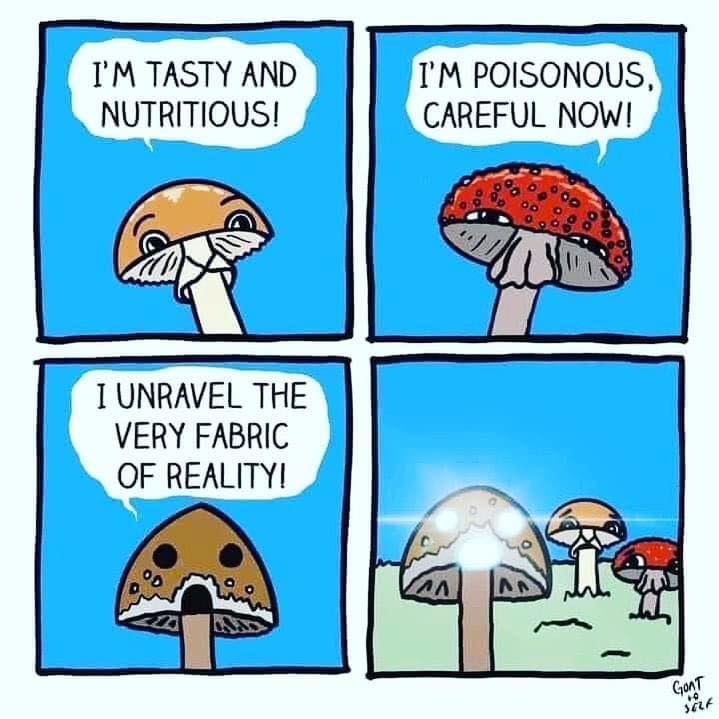 Fungi Memes 30+ Foraging Memes That Made Us Want To Go Outside And
