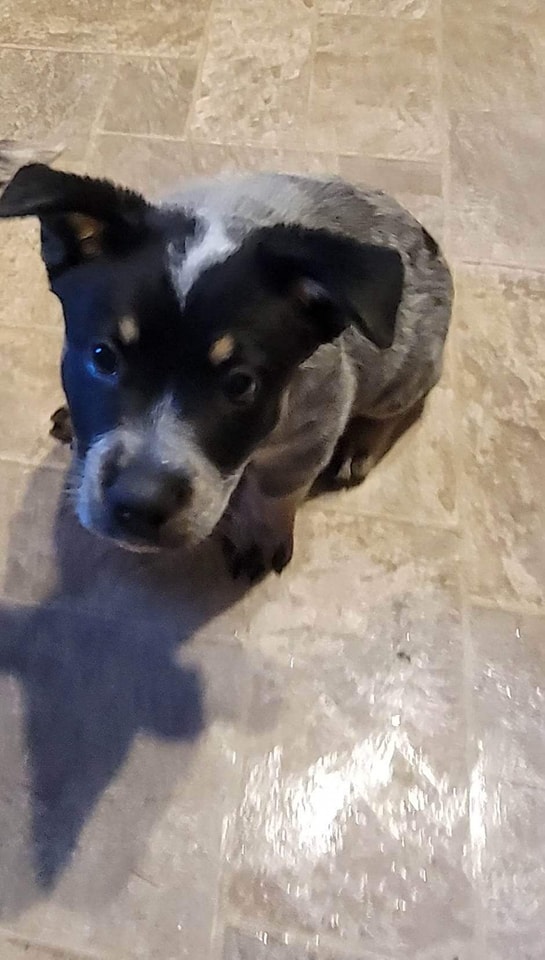 Wilhelm Ranch Dogs