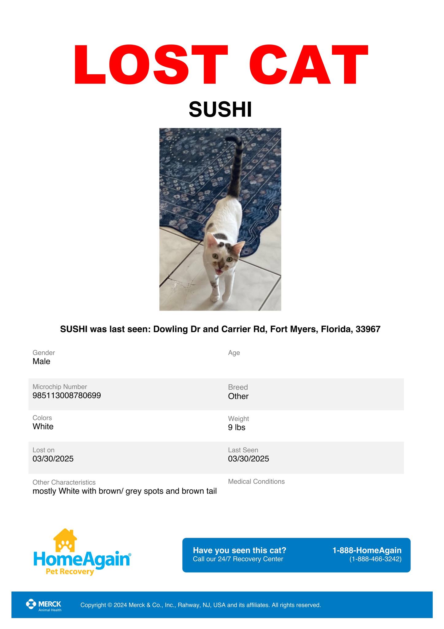 Lost pet, have you seen this one?