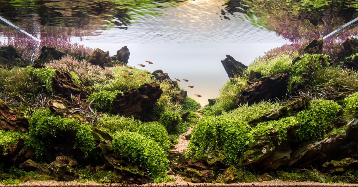 AquaLabs - Congratulations to @botany.way.scapes for rank...