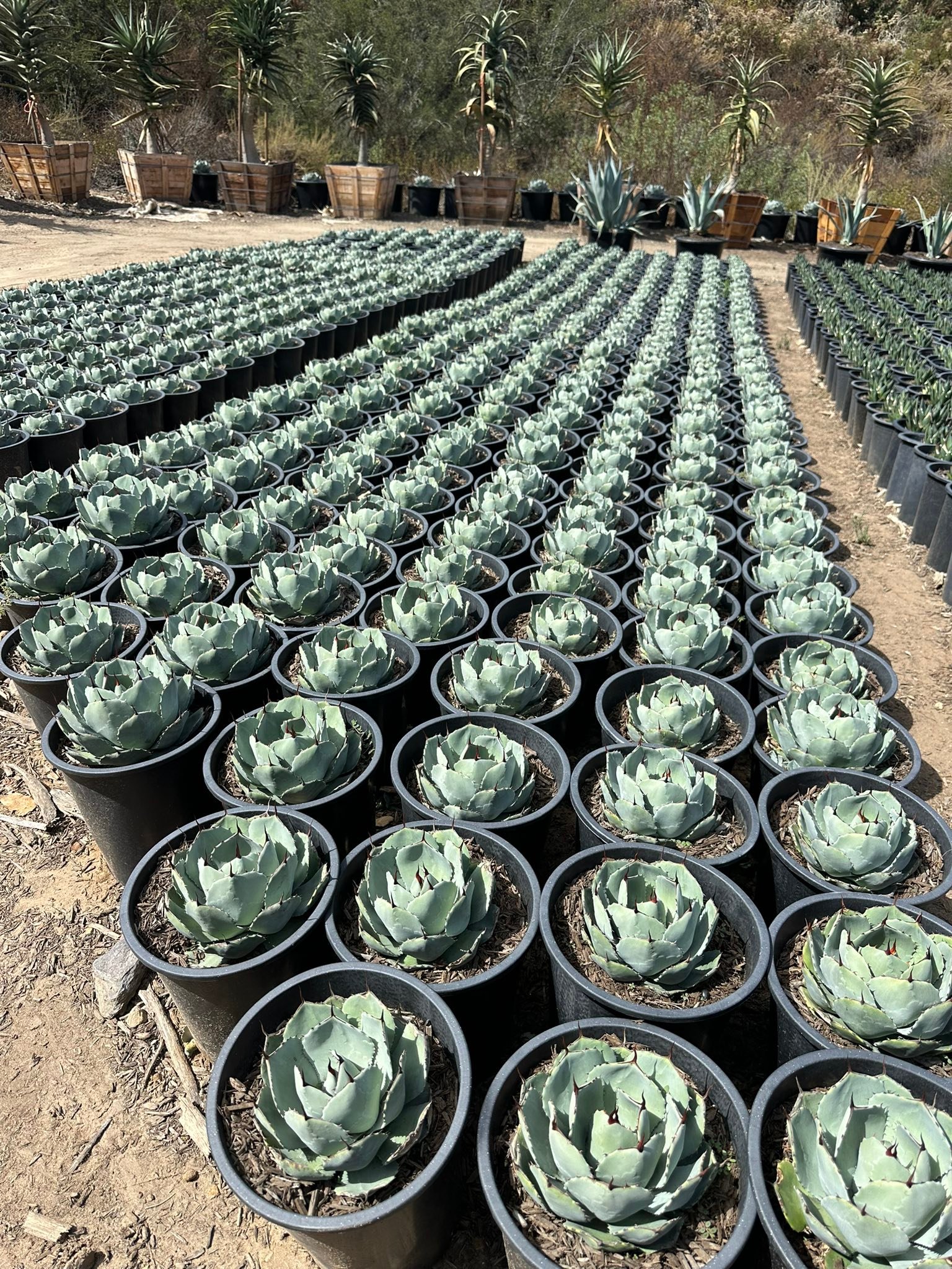 Agave parryi ssp. truncata 