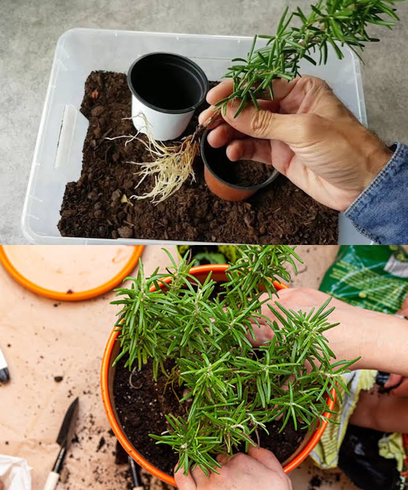 GreenThumb - How to Grow Rosemary from a Cutting – Take a healthy ...