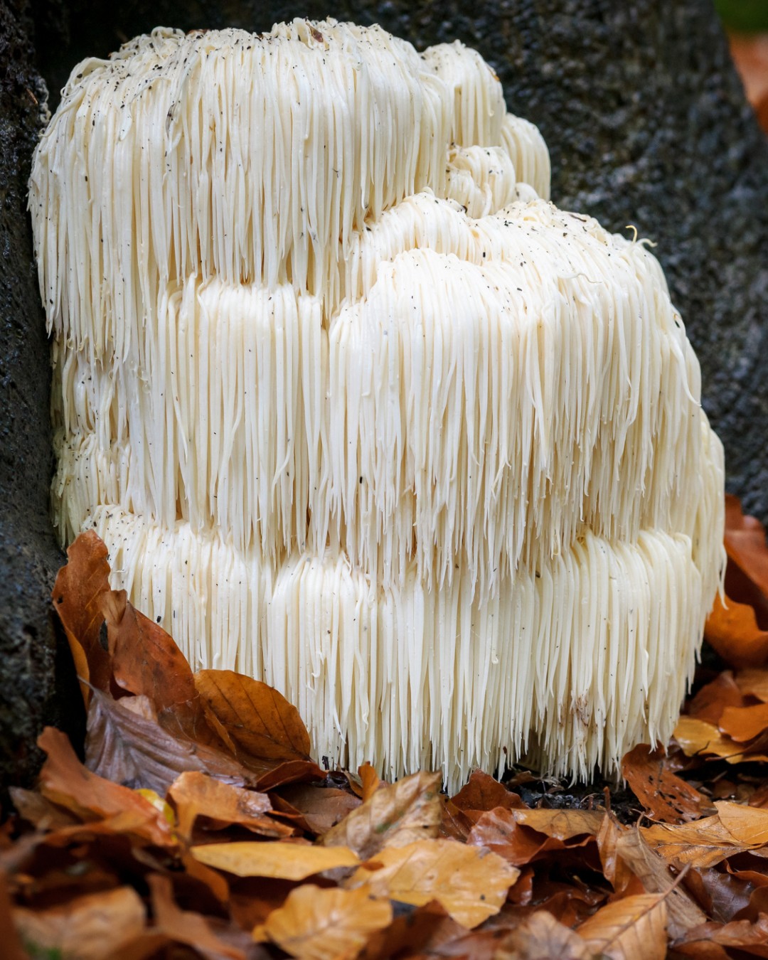 Kew Gardens - Grow Wild's #FungusOfTheMonth is lion's mane...