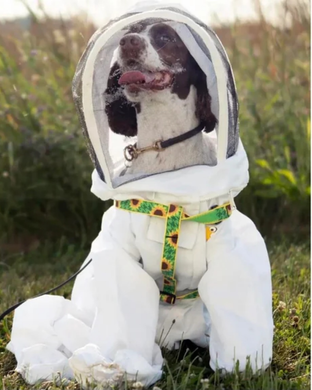 Happy Tuesday! Meet Bazz. A dog specially trained to sniff out