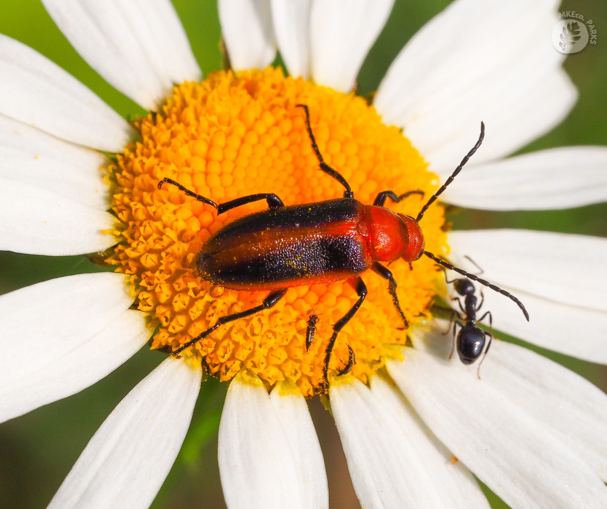 Milwaukee - Did you know that June is National Pollinator Month? 🐝🐞 ...