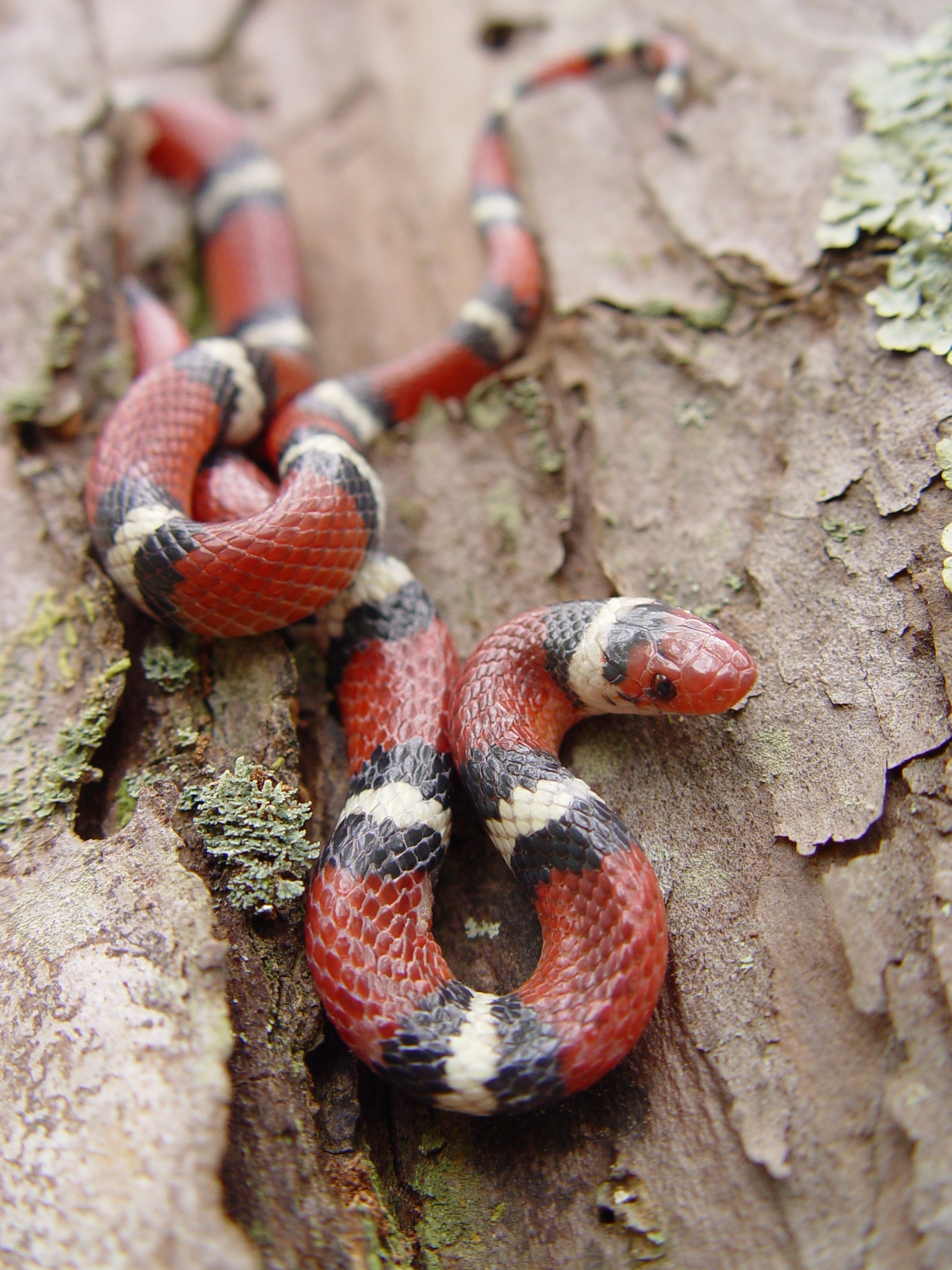 We’re kicking this Snake Beauty... - USFWS Southeast Region