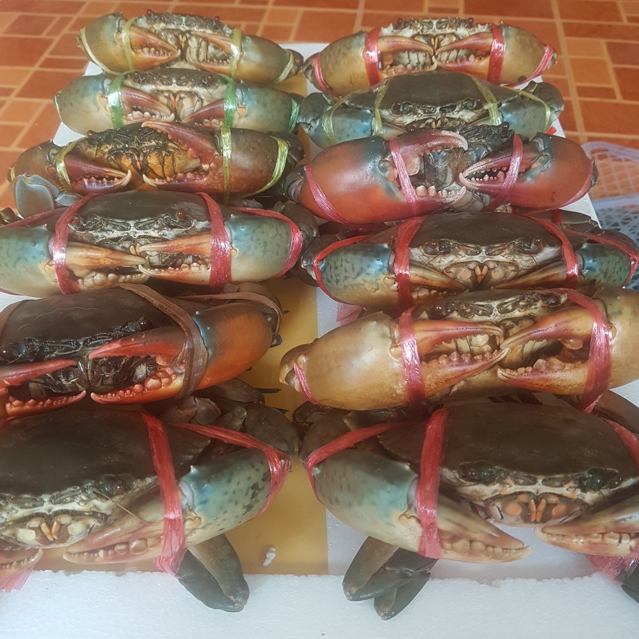 ปูดำหาดใหญ่