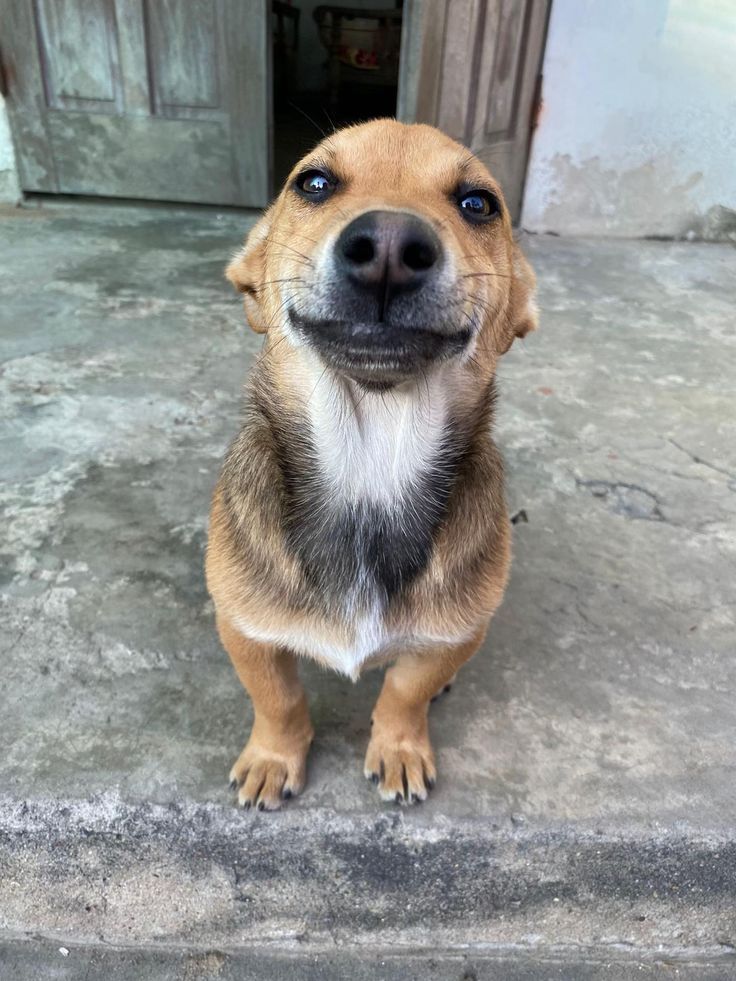 We - For ten long days, this loyal pup sat outside the hospital doors ...