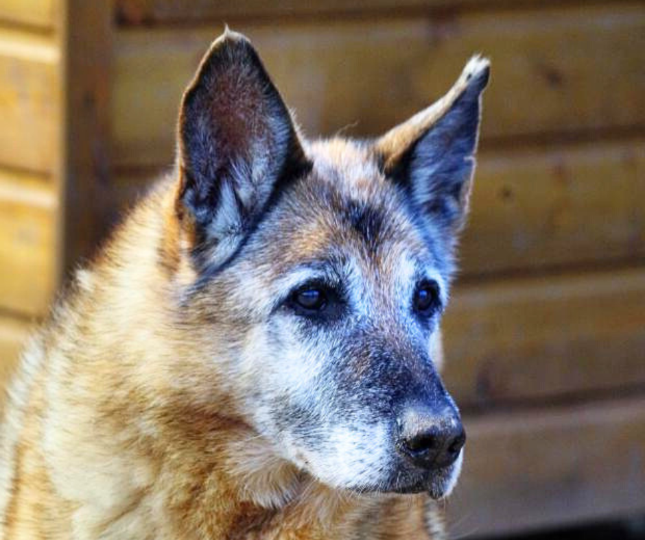 Fondation Brigitte Bardot - #Adoption 🐶 Bonjour je m’appelle ROXANE ...