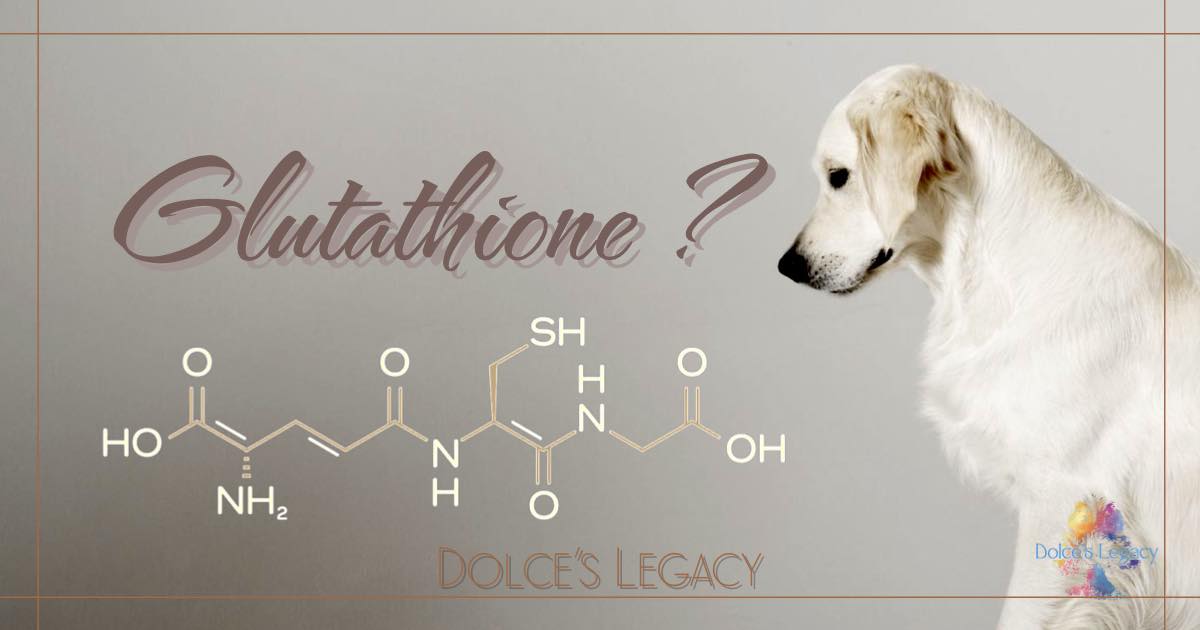 can dogs have glutathione There are a few nutrients I think do a whole lot of quiet work in the body. is one of them. If levels are low, your dog or cat may Scalp Cleanse Insulin Injection Sites: Where Color:Gunmetal