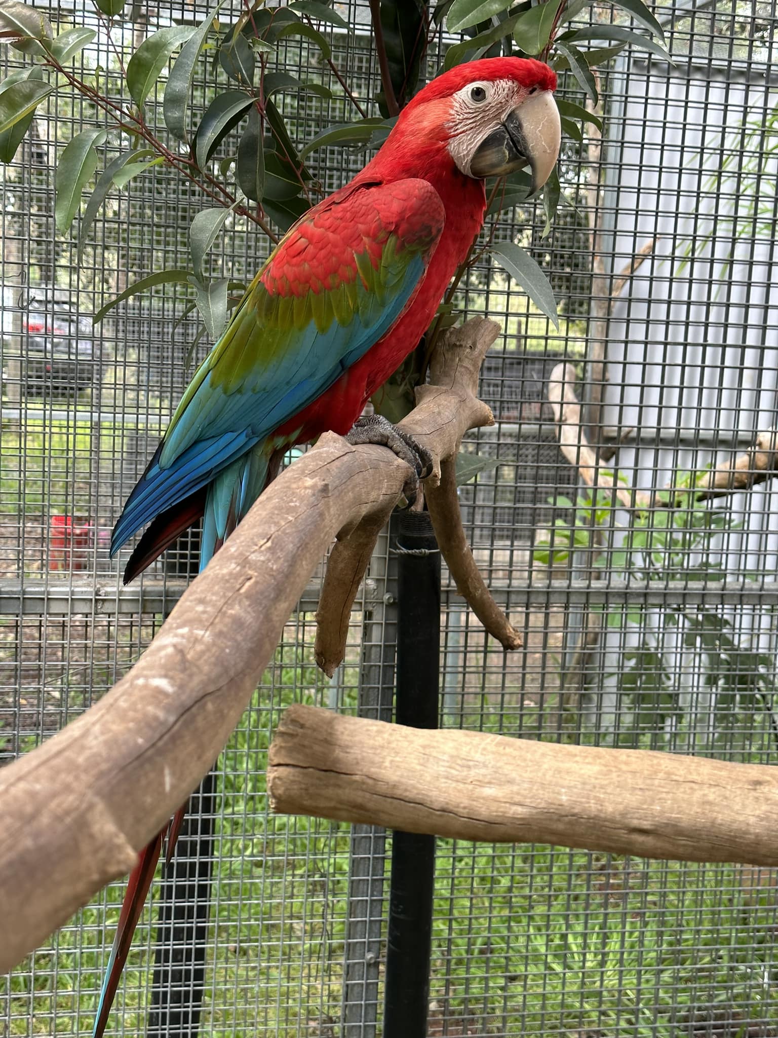 Curated visual reference: Gallery Detail: Macaws