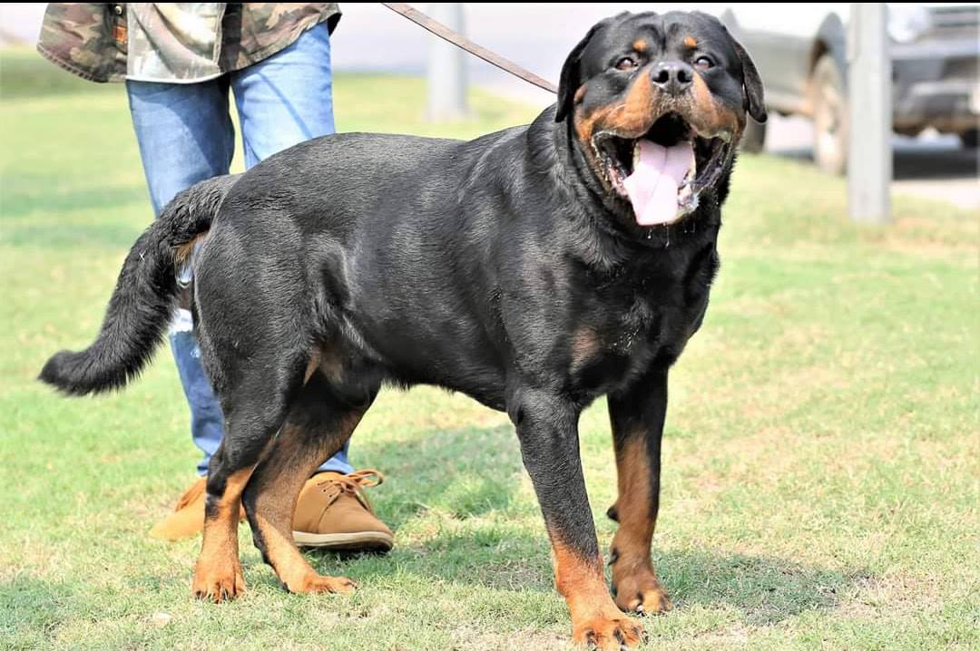 O. T. ROTT Kennel