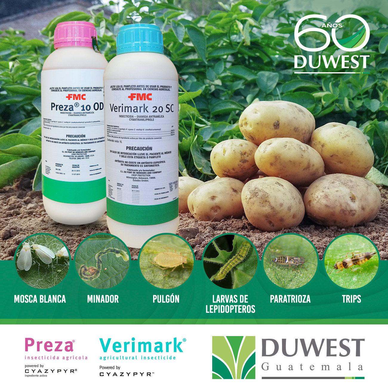Conoce todas las plagas que puedes... - Duwest Guatemala